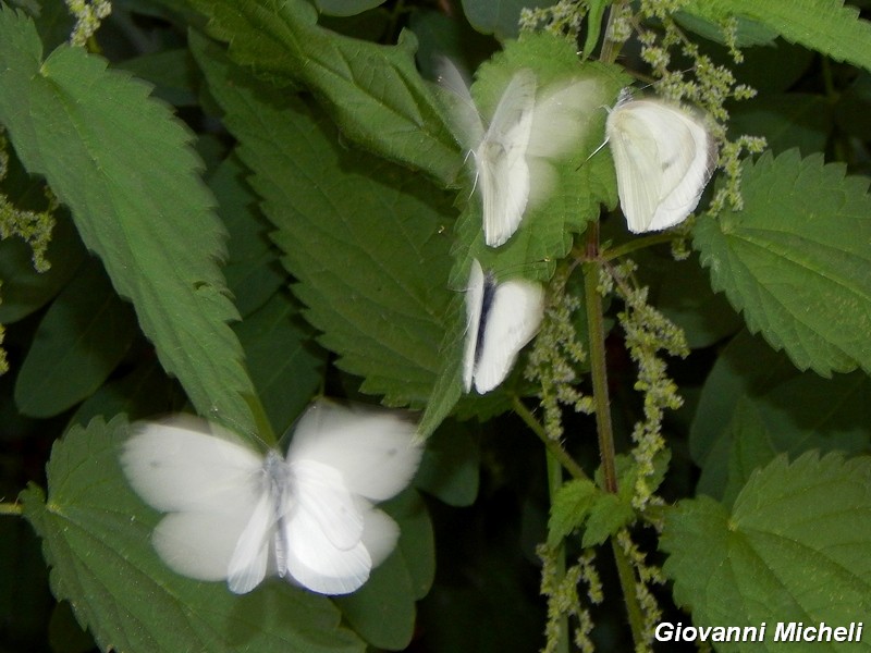 dove vanno a dormire le Pieris..?